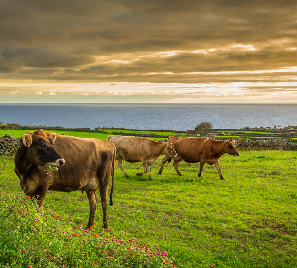 Queijo Vaquinha Tradicional Terceira - Açores
